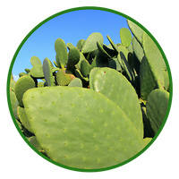 Nopales